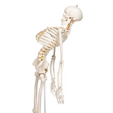 Mr Fred Flex Skeleton 5 Ft With Roller Stand flexability