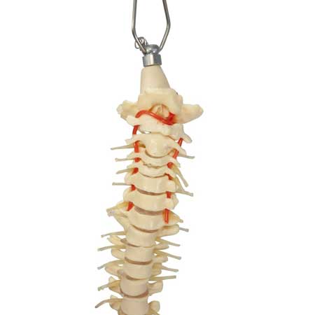 Flexible Vertebral Column Desk Size Skeleton close up of nerves