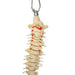 Flexible Vertebral Column Desk Size Skeleton close up of nerves