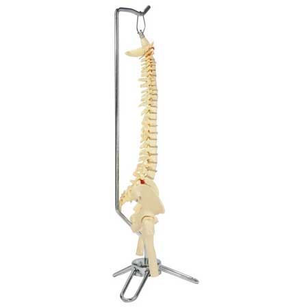 Flexible Vertebral Column Desk Size Skeleton side view on stand