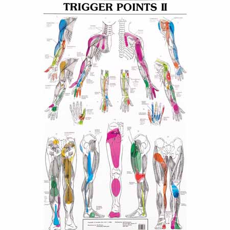 Smoulders Trigger Point Charts Trigger Point 2