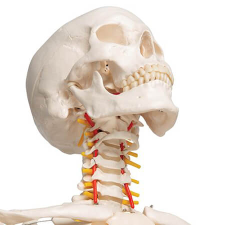 Mr Fred Flex Skeleton 5 Ft With Roller Stand neck nerves