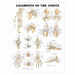 Ligaments of the Joints Laminated Poster