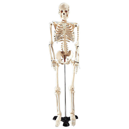Mr Thrifty Skeleton
