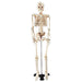 Mr Thrifty Skeleton