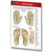 Reflexology Perma Chart front cover