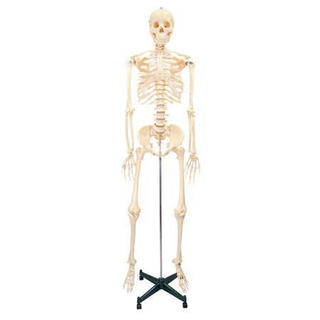 Budget Bucky Skeleton with stand