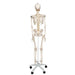 Mr Fred Flex Skeleton 5 Ft With Roller Stand on stand back view