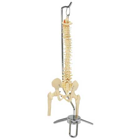 Flexible Vertebral Column Desk Size Skeleton view from rear